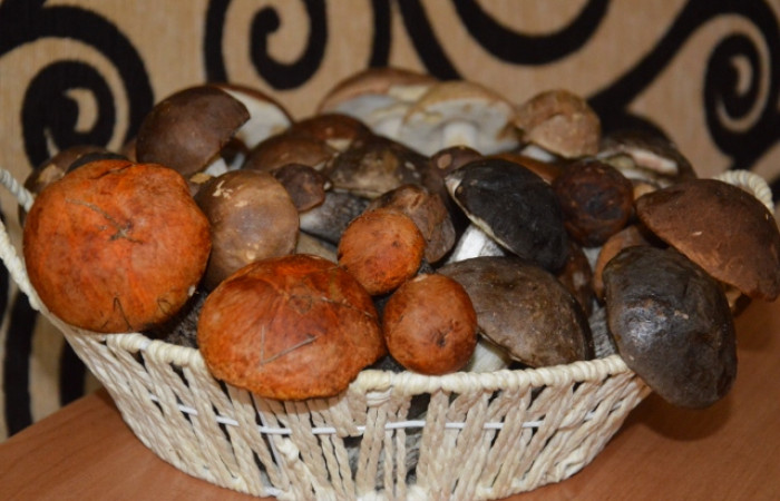 Lasy pełne grzybów