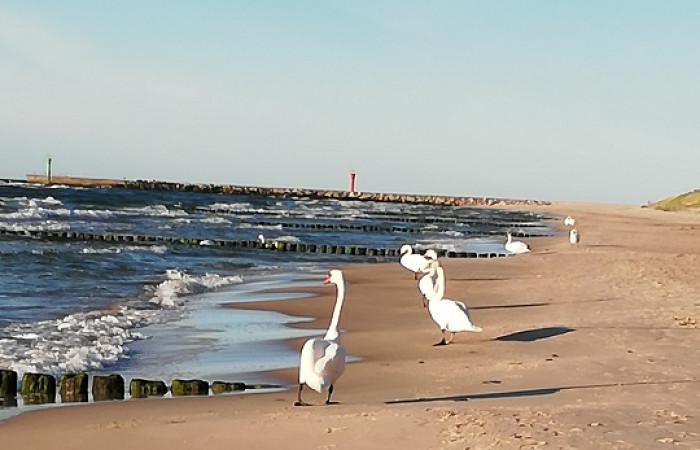 Łabędzie na plaży